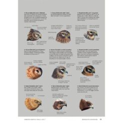 Handboek Europese vogels