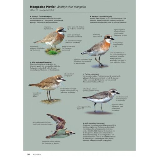 Handboek Europese vogels
