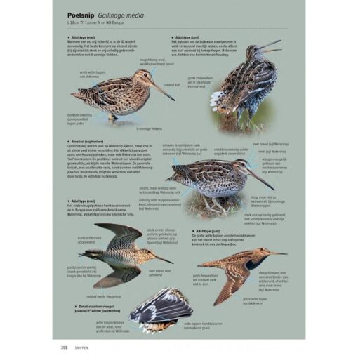 Handboek Europese vogels