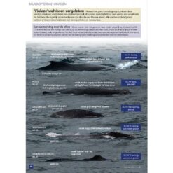 Zeezoogdieren van Europa