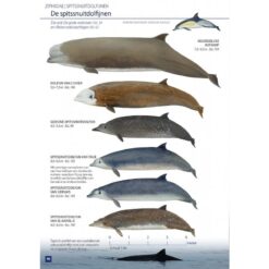 Zeezoogdieren van Europa