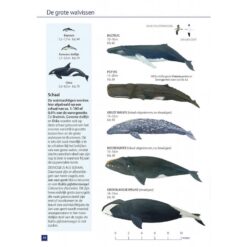 Zeezoogdieren van Europa