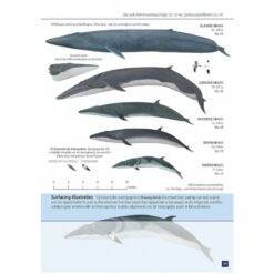 Zeezoogdieren van Europa