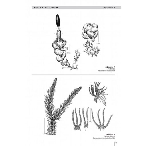 KNNV Beknopte Mosflora van Nederland en België