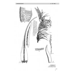KNNV Beknopte Mosflora van Nederland en België