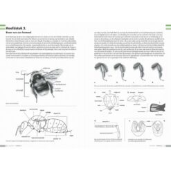 KNNV Veldgids Hommels