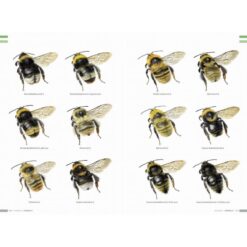 KNNV Veldgids Hommels