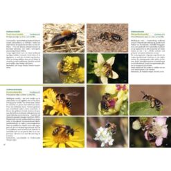 KNNV Basisgids Wilde Bijen