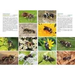 KNNV Basisgids Wilde Bijen