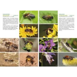 KNNV Basisgids Wilde Bijen