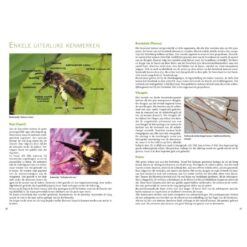 KNNV Basisgids Wilde Bijen