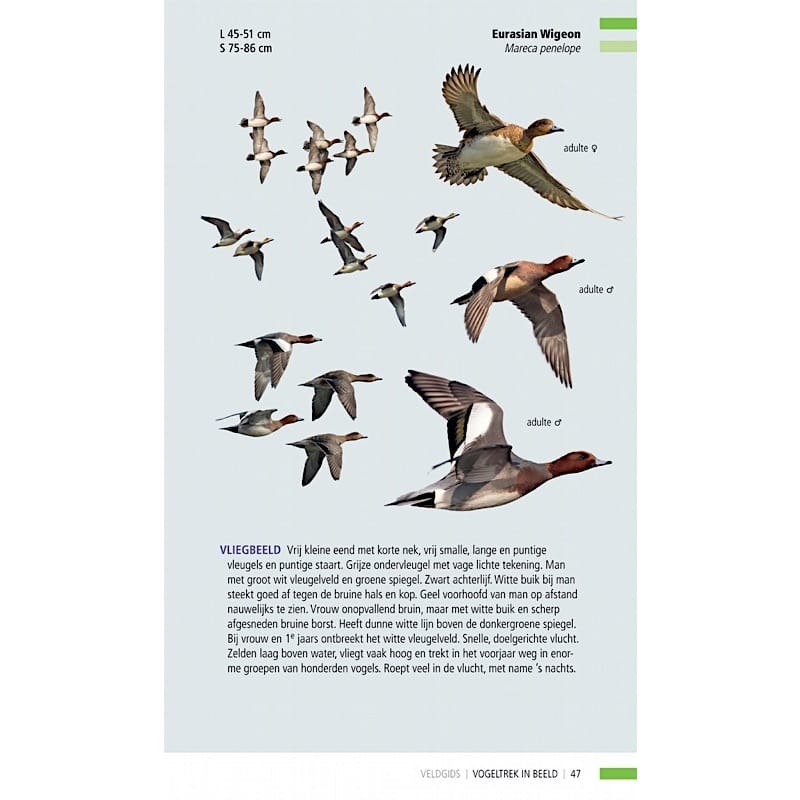 KNNV Veldgids Trekvogels in beeld