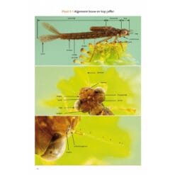 KNNV Handboek Libellenlarven en hun huidjes