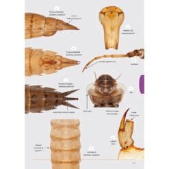 KNNV Handboek Libellenlarven en hun huidjes