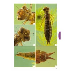 KNNV Handboek Libellenlarven en hun huidjes