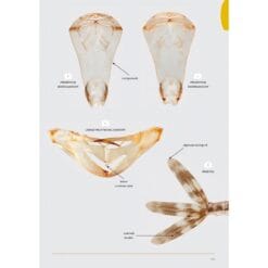 KNNV Handboek Libellenlarven en hun huidjes