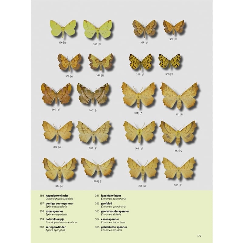 KNNV Het Nachtvlinderboek