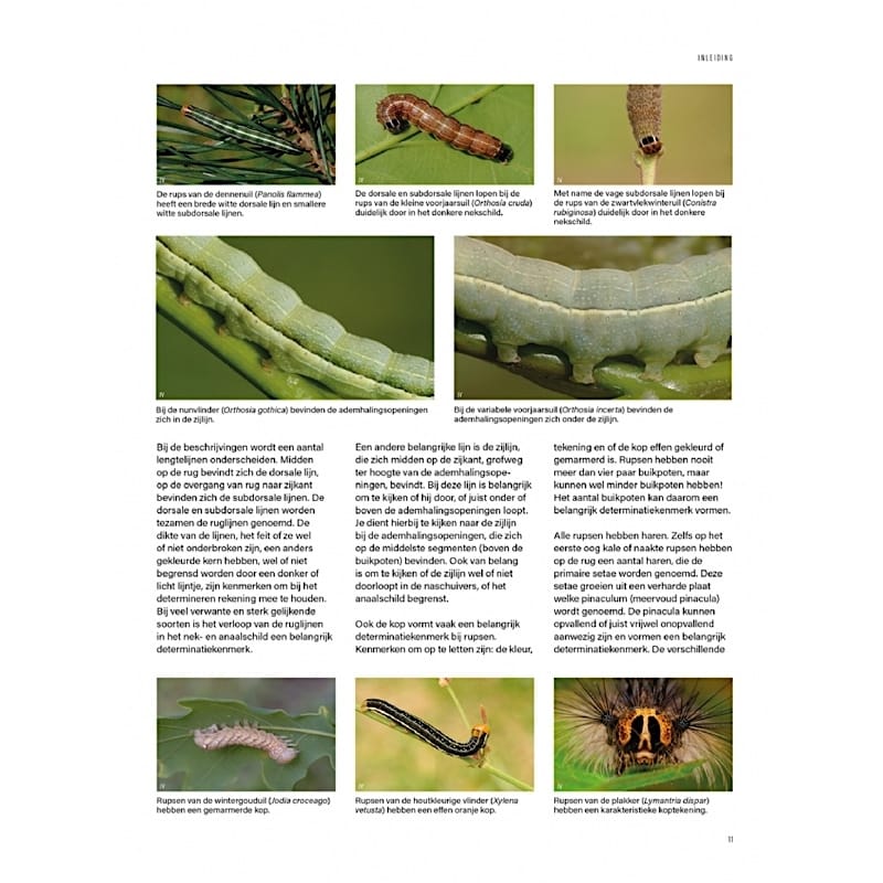 KNNV Het Nachtvlinderboek