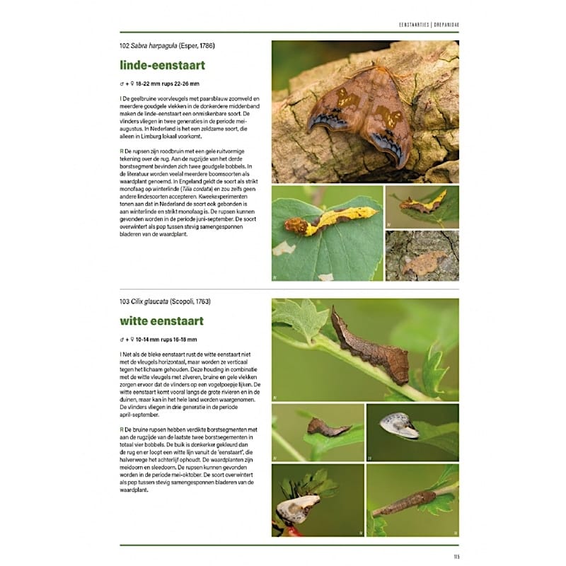 KNNV Het Nachtvlinderboek