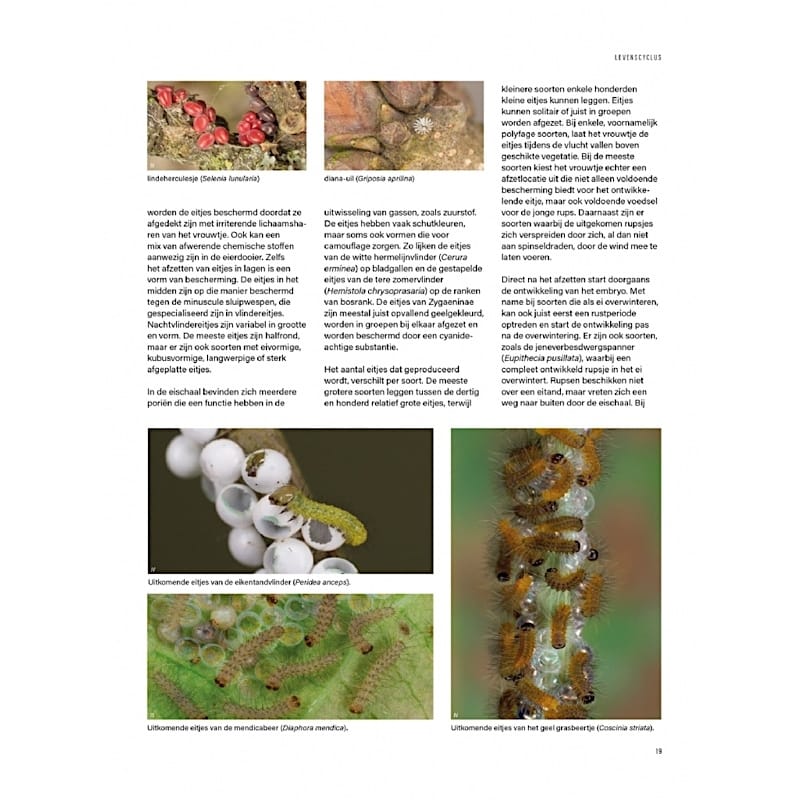 KNNV Het Nachtvlinderboek