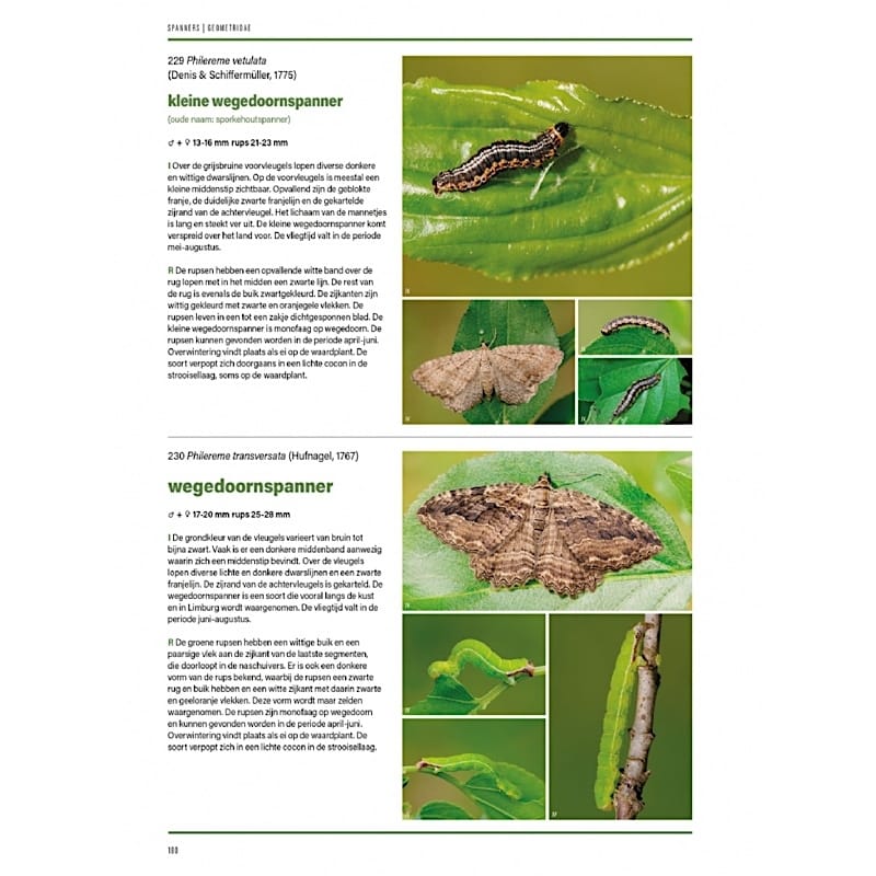 KNNV Het Nachtvlinderboek