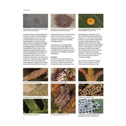 KNNV Het Nachtvlinderboek