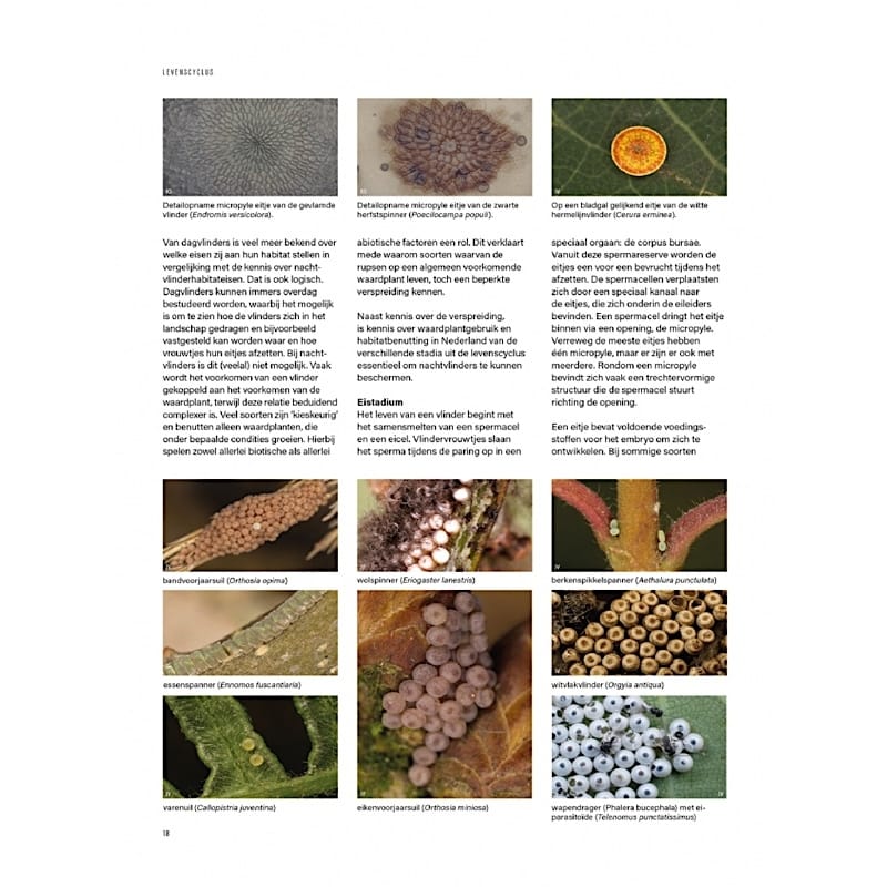 KNNV Het Nachtvlinderboek