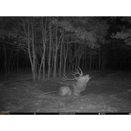 seissiger wildcamera base cam lte supersim editie 11