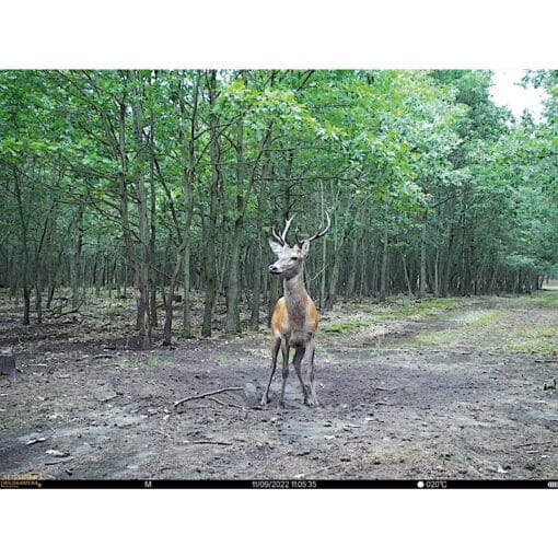 seissiger wildcamera base cam lte supersim editie 3