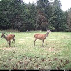 seissiger wildcamera pro cam lte supersim editie 2