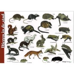 herkenningskaart dieren in de stad