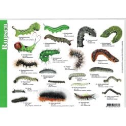 herkenningskaart rupsen 1