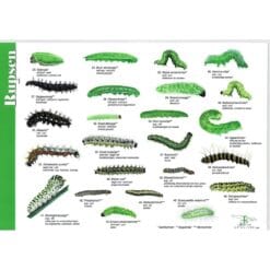 herkenningskaart rupsen 2