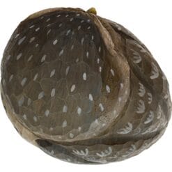 decobird houten vogel steenuil 4