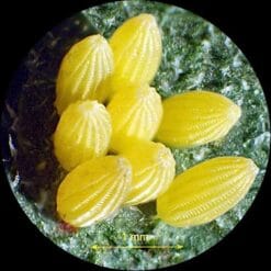 amscope stereo microscoop se 306 20x 80x 6